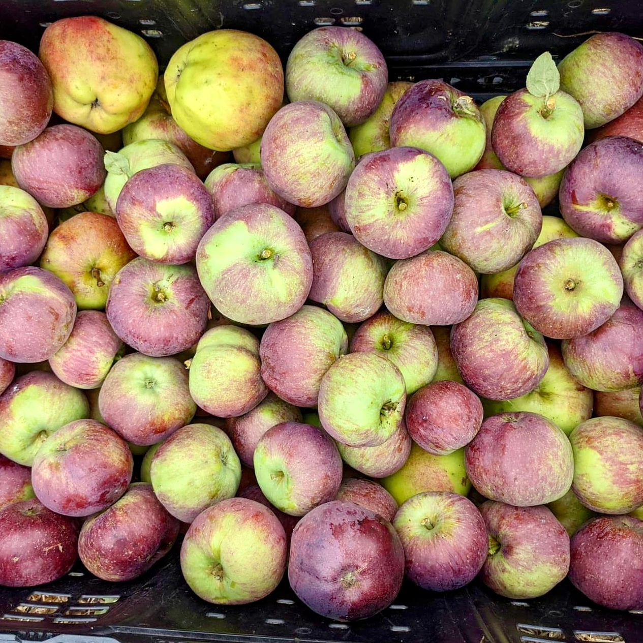 Pomme Spartan (greffée)
