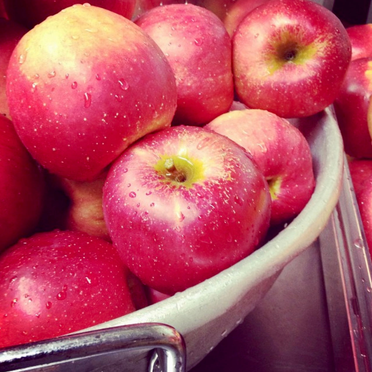 Spygold Apple (Grafted)