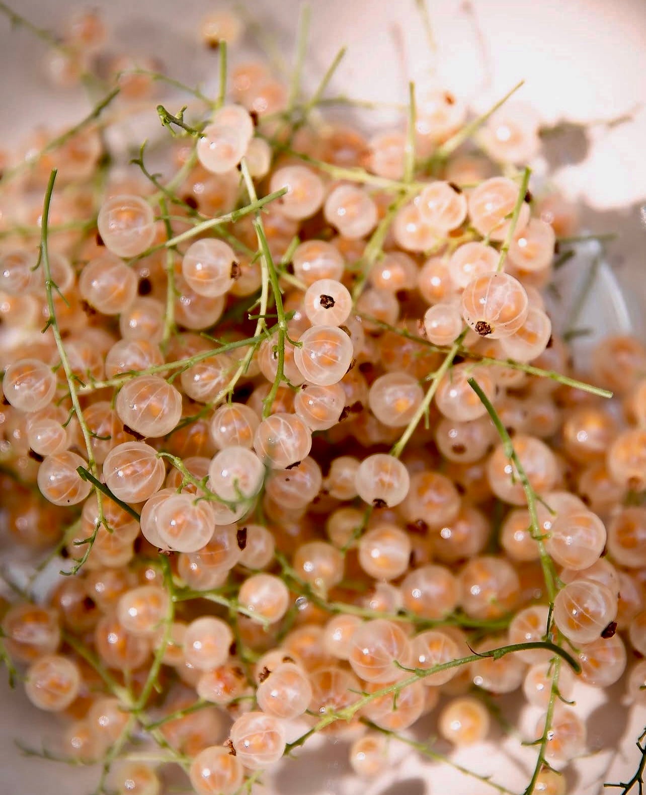 White Currant