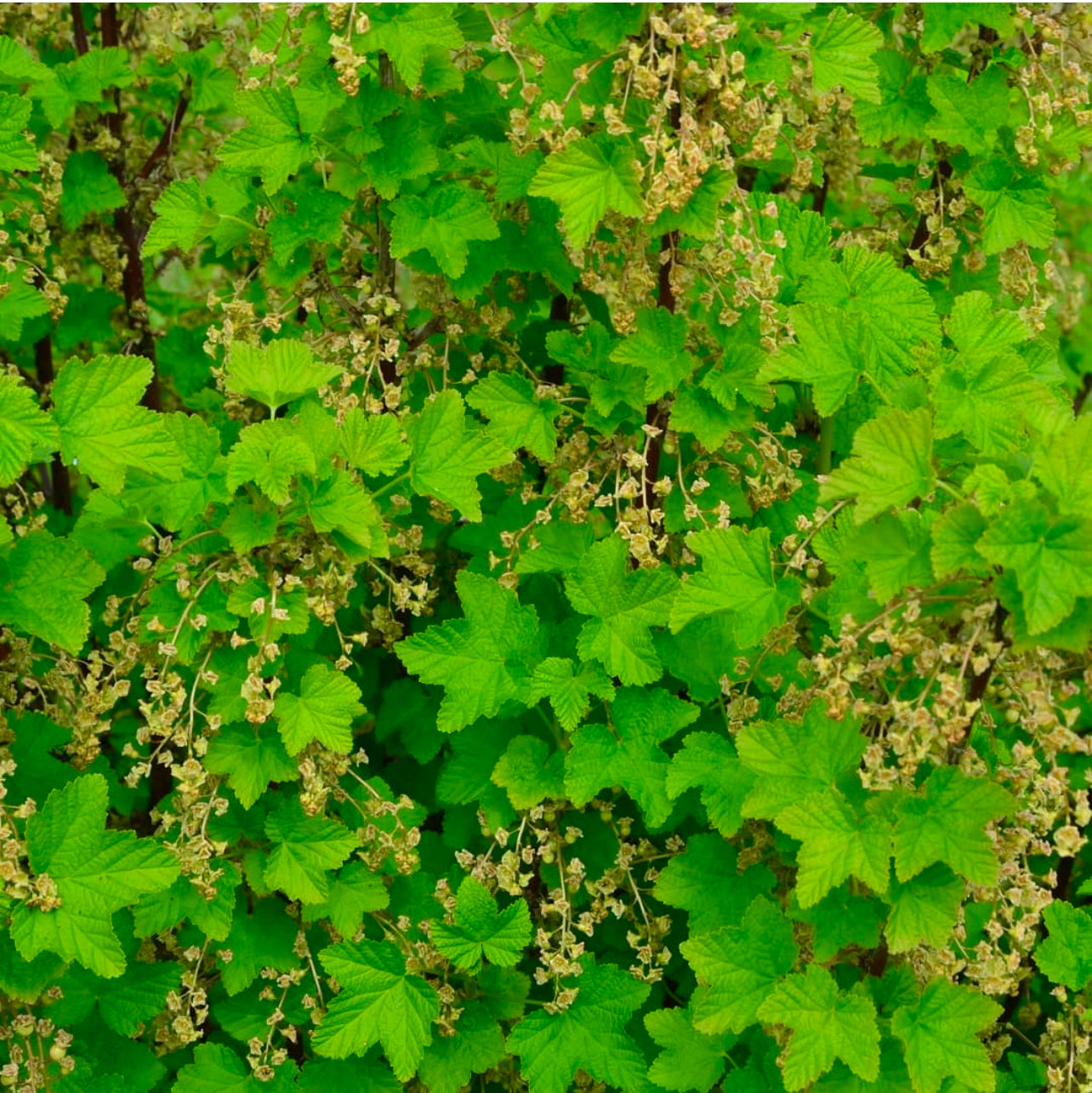 White Currant