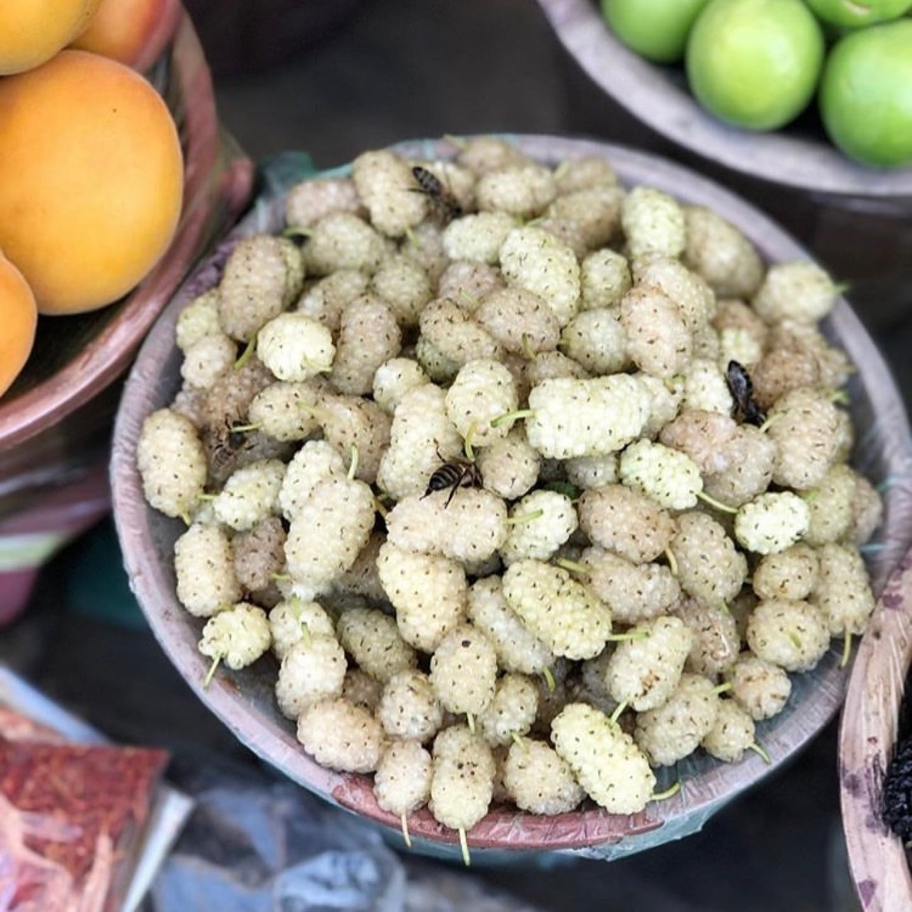 Russian Mulberry (Morus alba var tartarica)