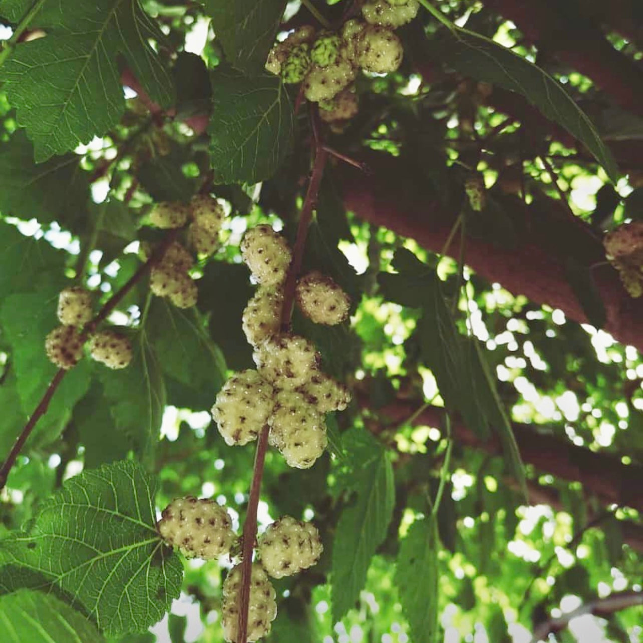 Russian Mulberry (Morus alba var tartarica)