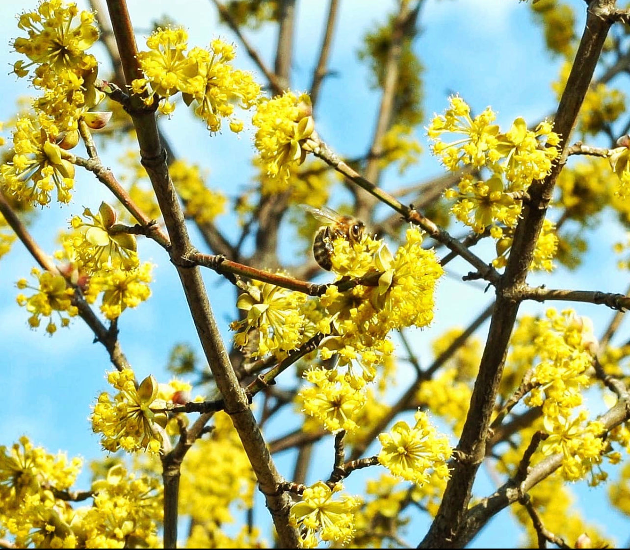Cornelian Cherry (Cornus mas)