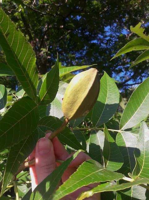 Hican (Carya illionensis x ovata)