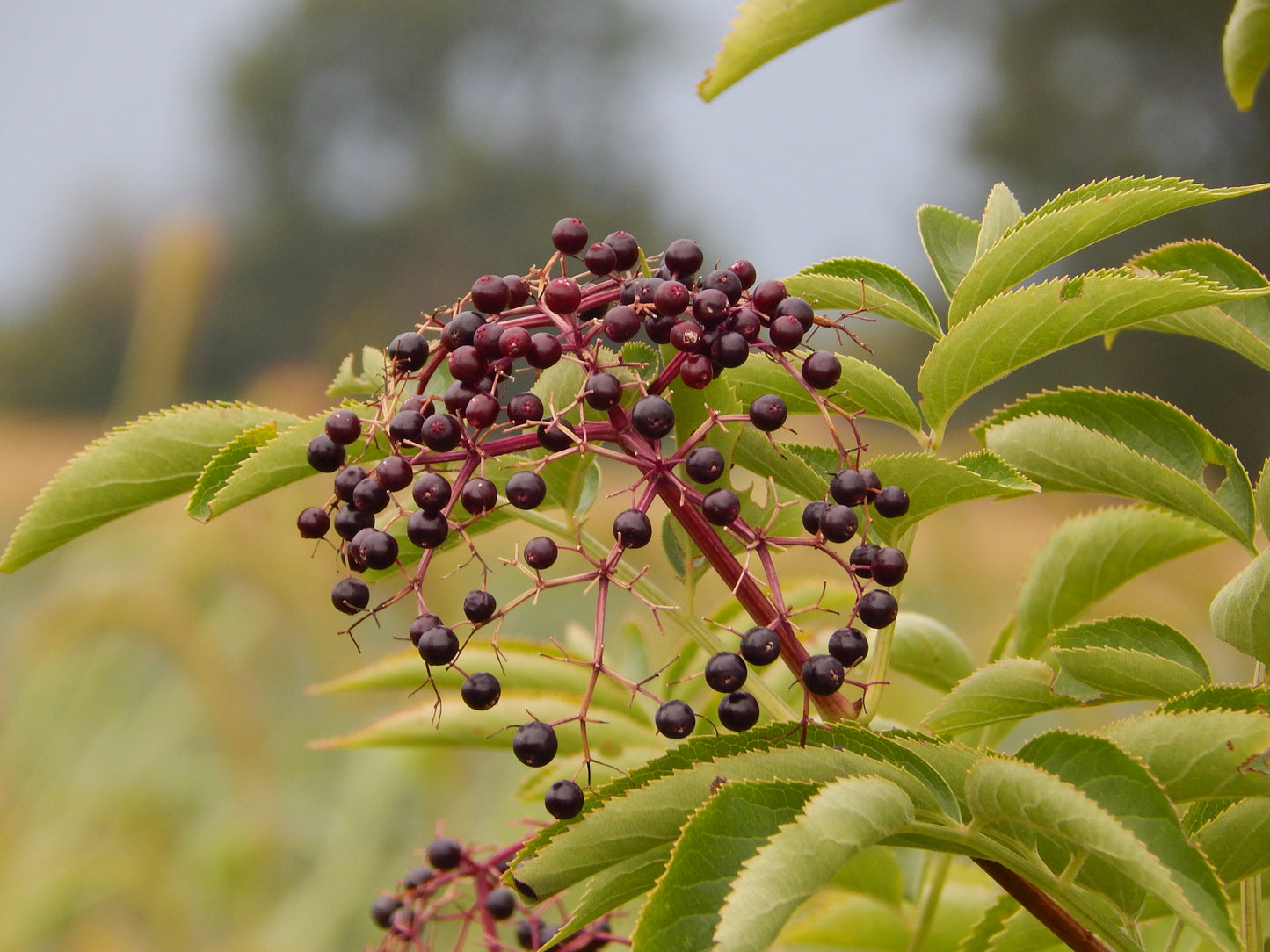 Elderberry 'Jumbo' (Sambucus canadensis x nigra)