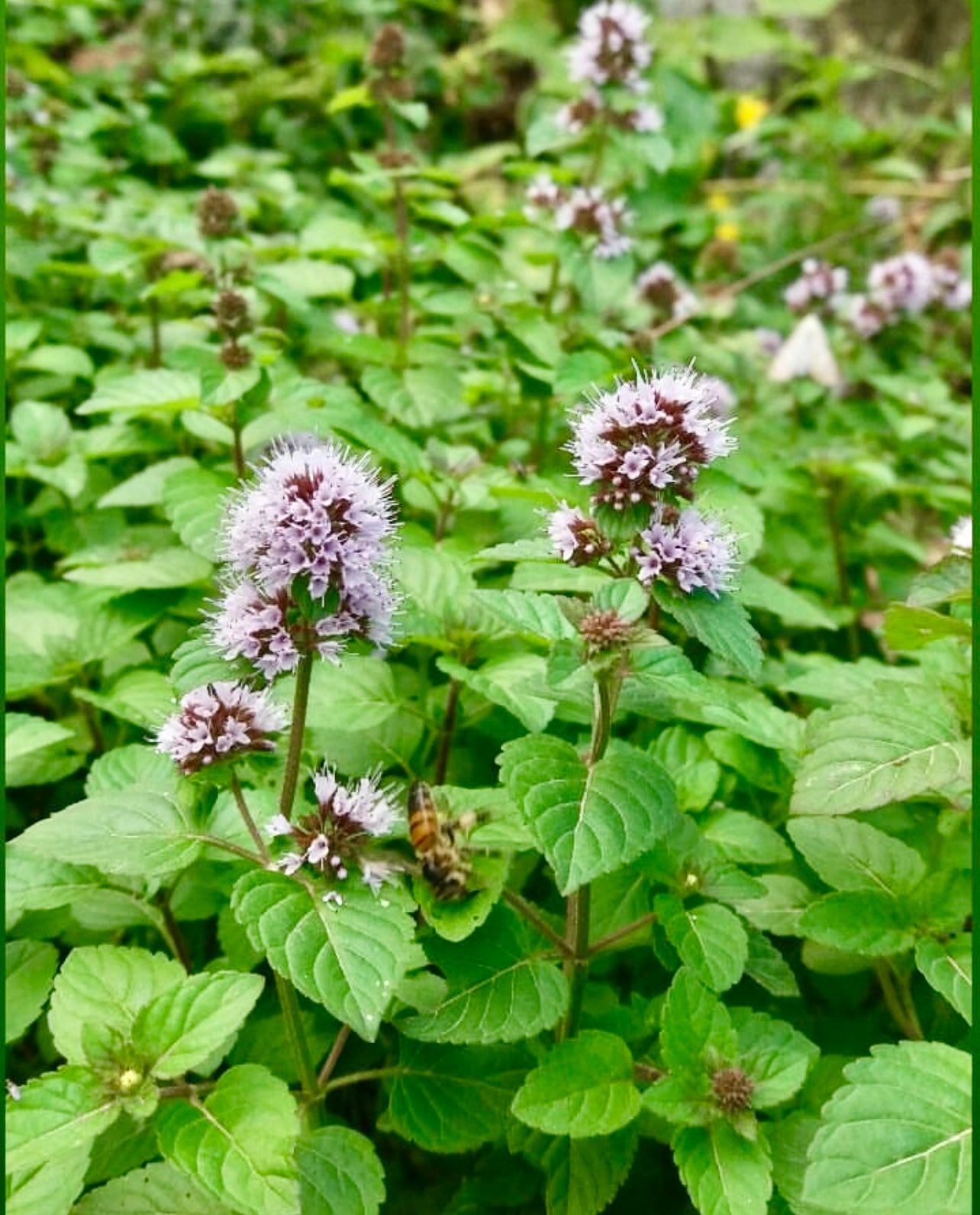 Pennyroyal (Mentha pulegium)