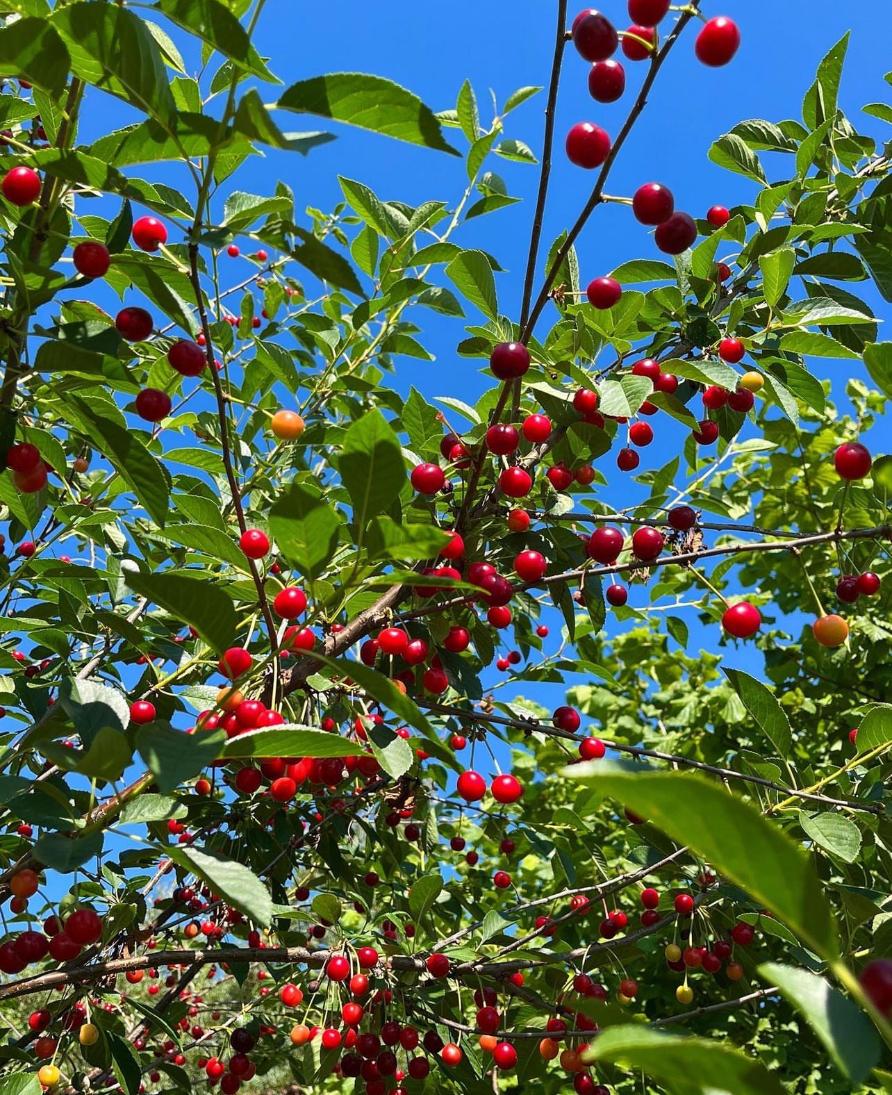 Sour Cherry (Prunus cerasus)