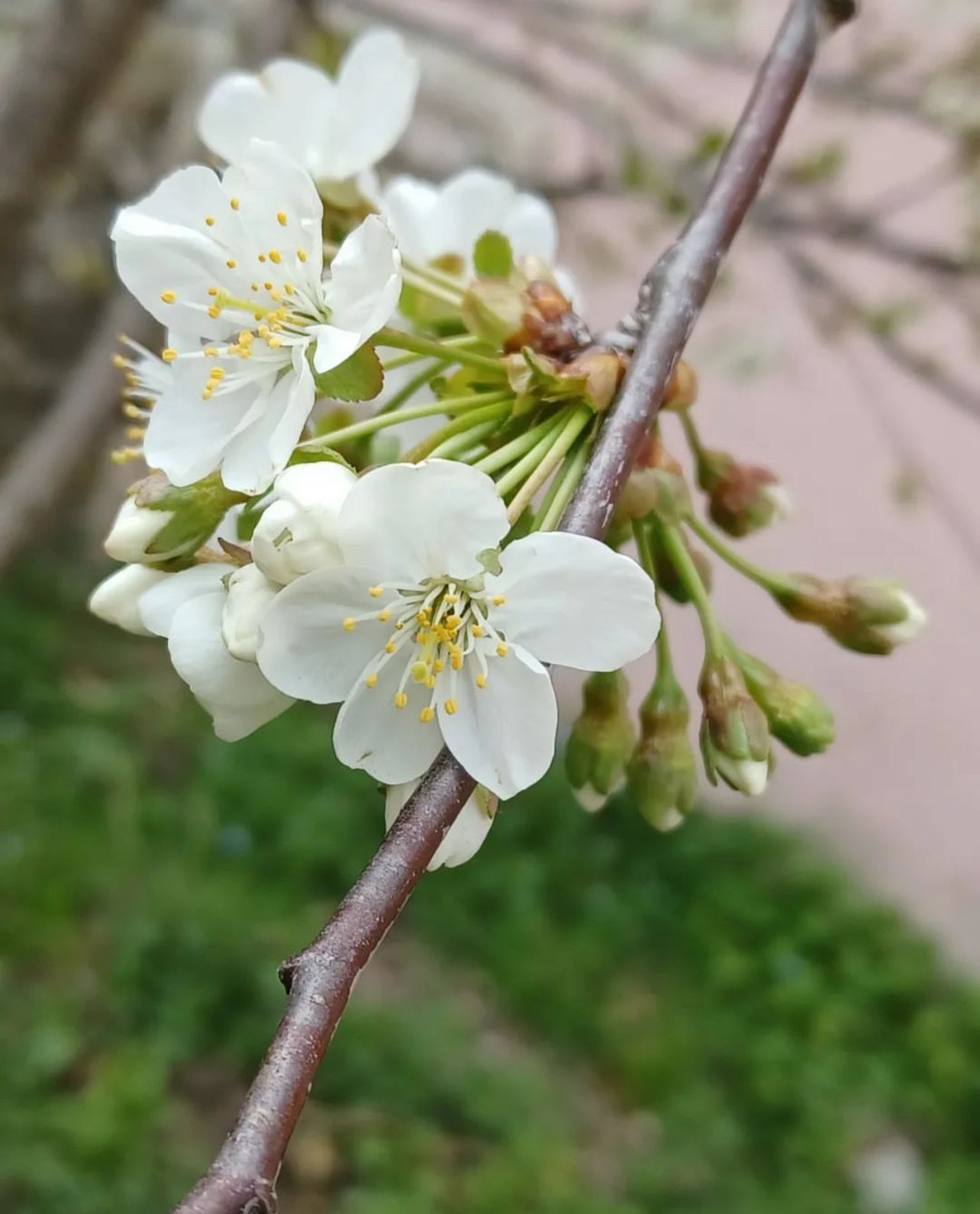 Sour Cherry (Prunus cerasus)