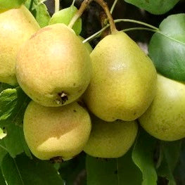 B Grade Ussurian Pear (Pyrus ussuriensis)