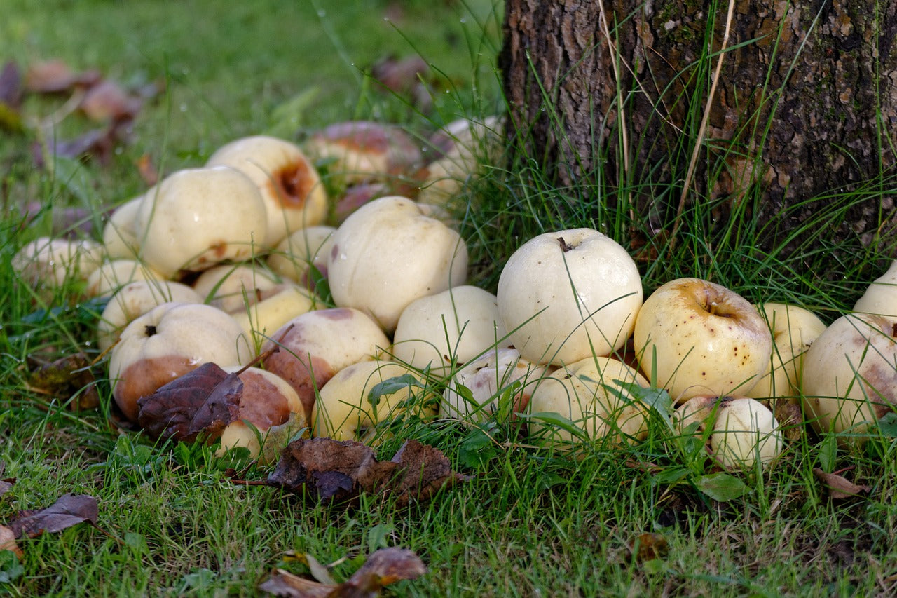 Antonovka Apple (Malus pumila antonovka)