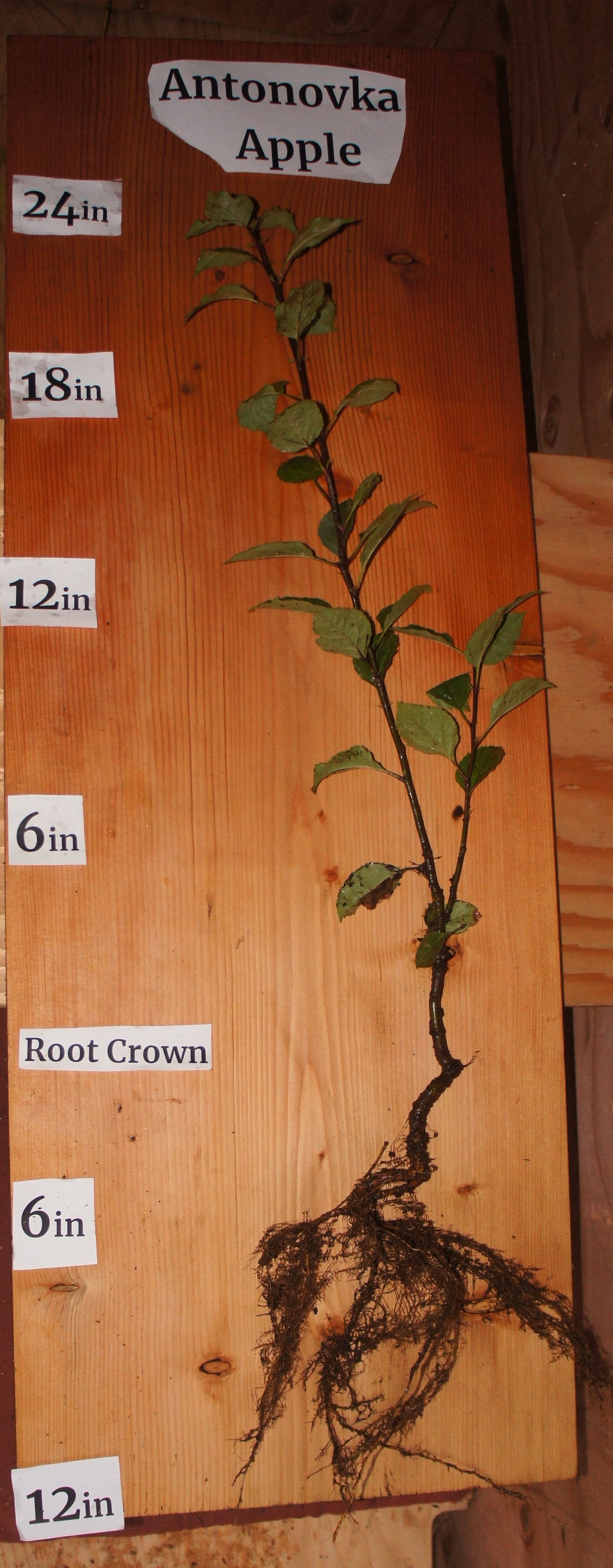 Antonovka Apple (Malus pumila antonovka)