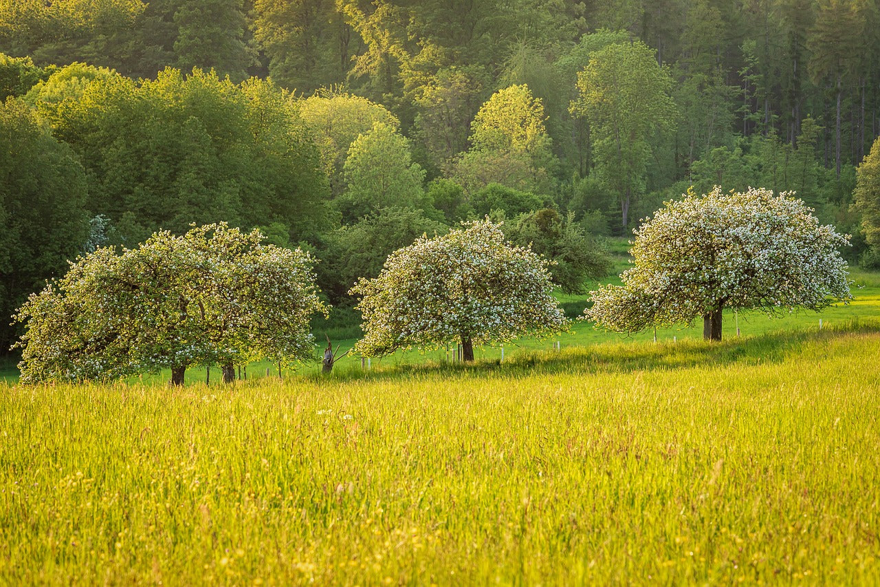 Antonovka Apple (Malus pumila antonovka)