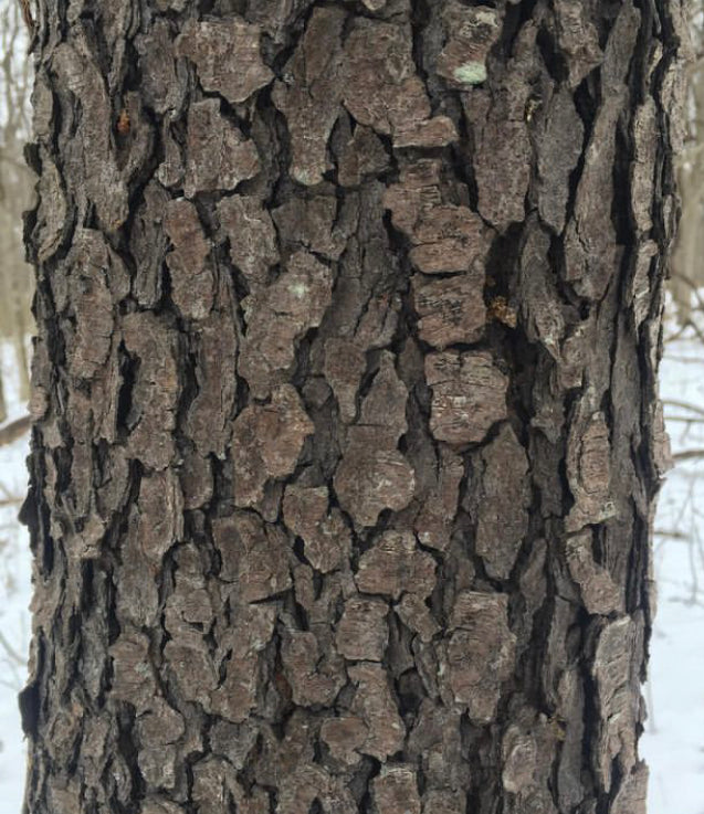 Black Cherry (Prunus serotina)