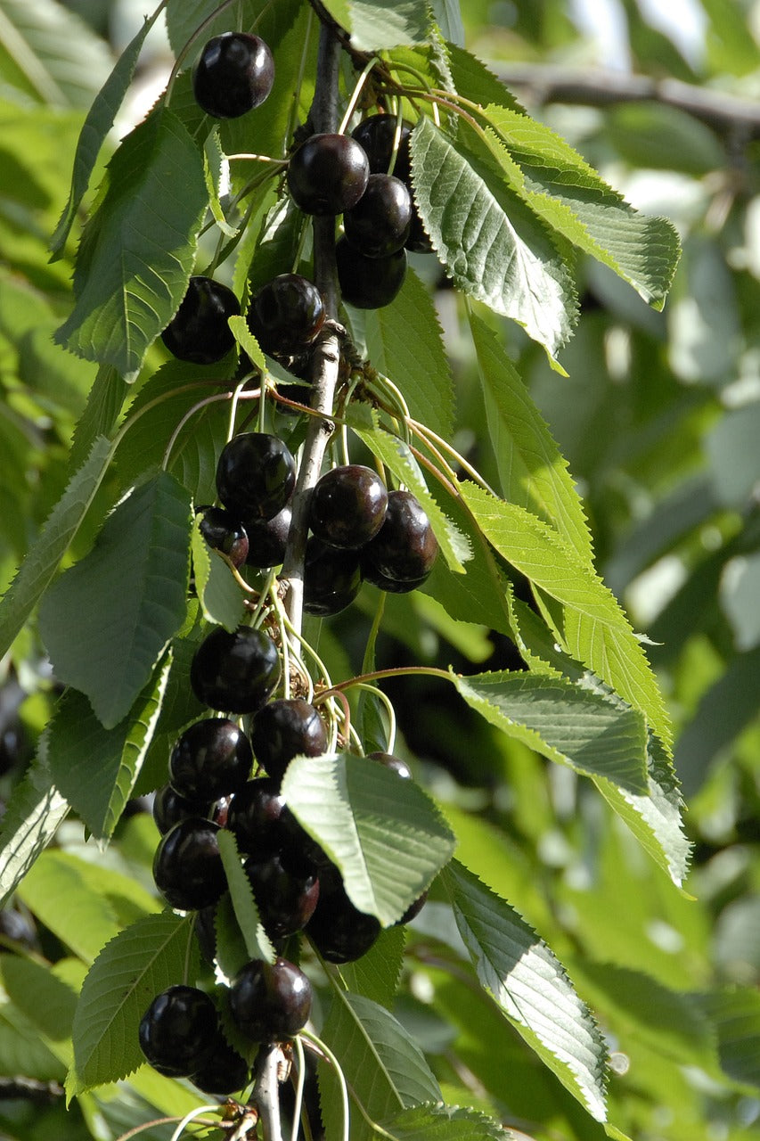 Black Cherry (Prunus serotina)