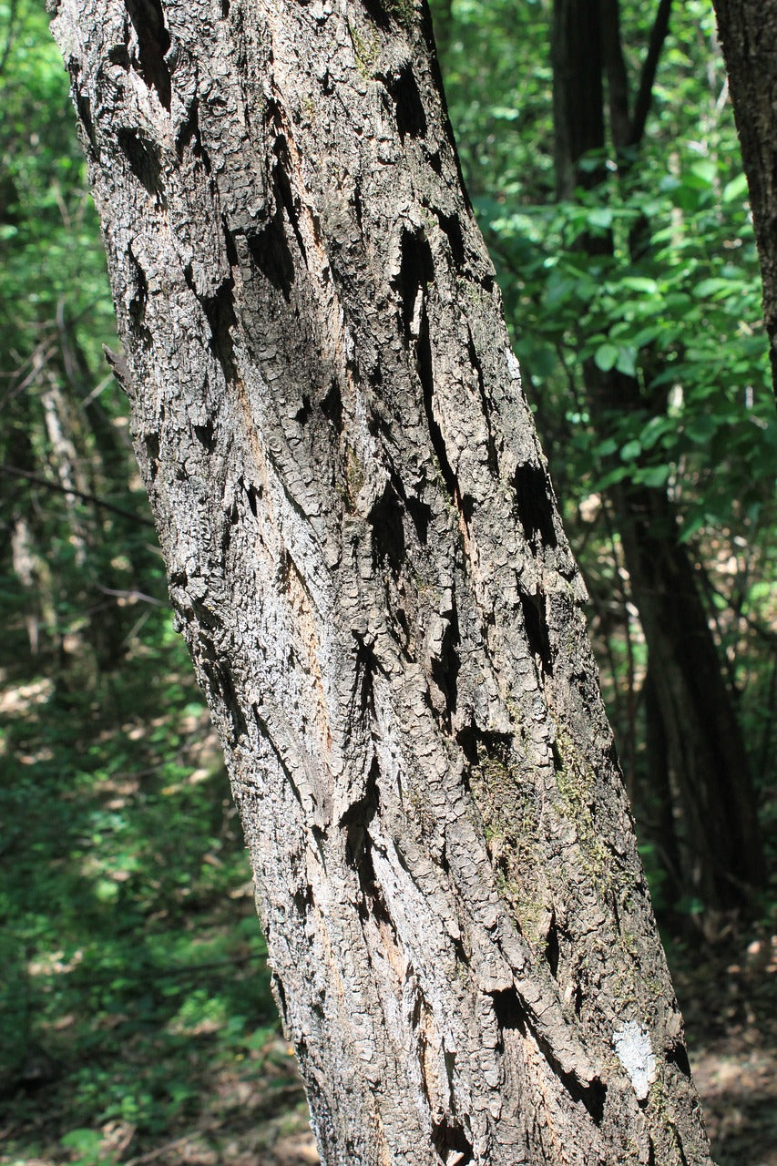 Black Locust (Robinia pseudoacacia)
