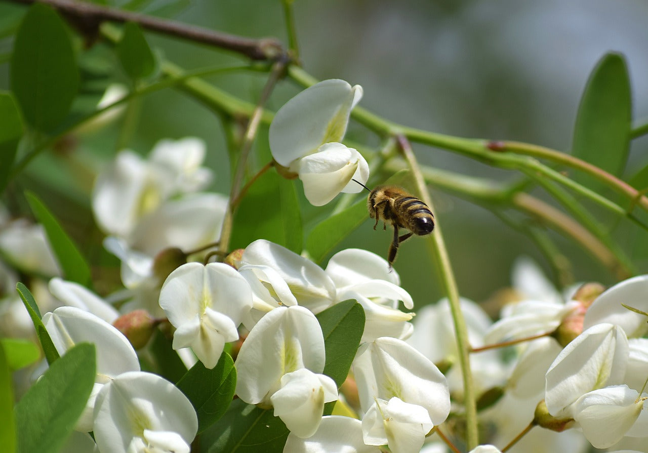Black Locust (Robinia pseudoacacia)
