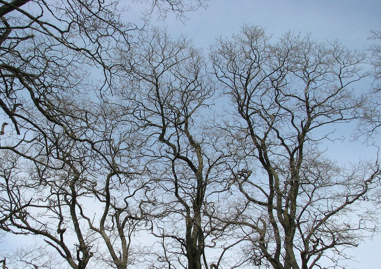 Black Locust (Robinia pseudoacacia)