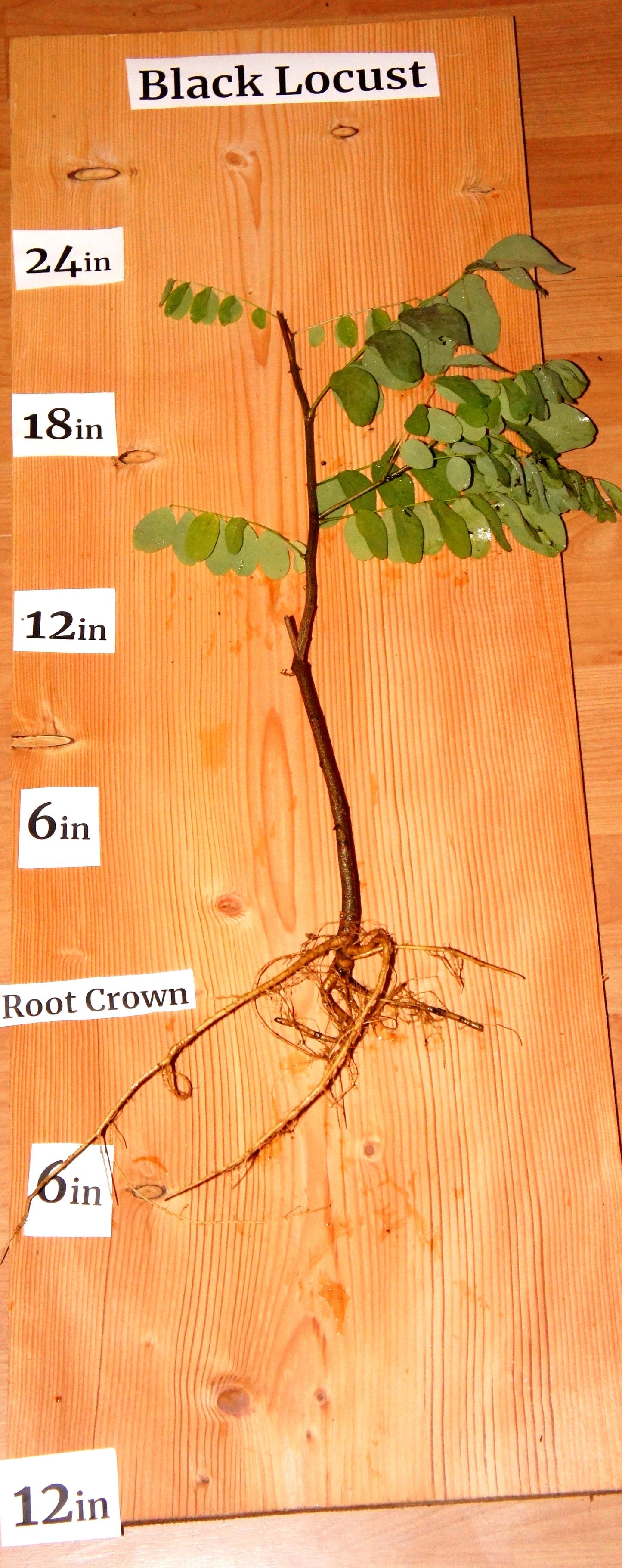 Black Locust (Robinia pseudoacacia)