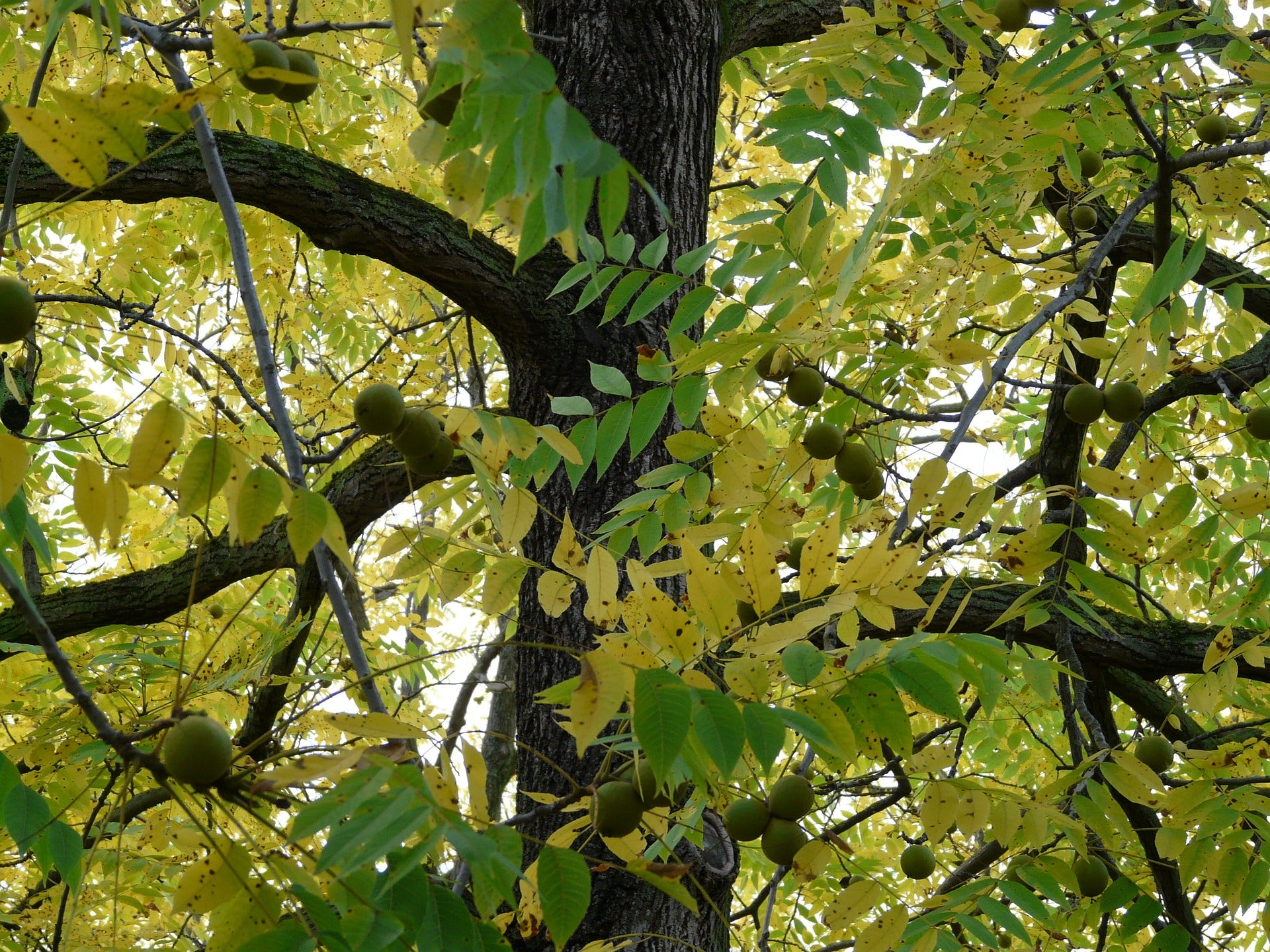 Black Walnut Juglans Nigra Zero Fox Tree Crops black-walnut-juglans-nigra-zero-fox-tree-crops