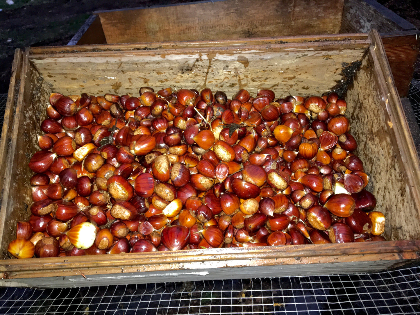Edible Chestnut Seed (Castanea spp.)