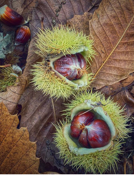 Edible Chestnut Seed (Castanea spp.)