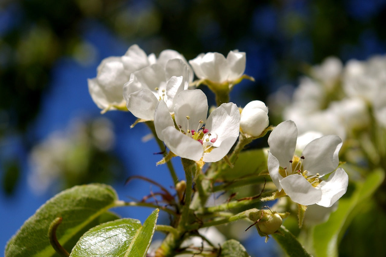 B Grade Ussurian Pear (Pyrus ussuriensis)