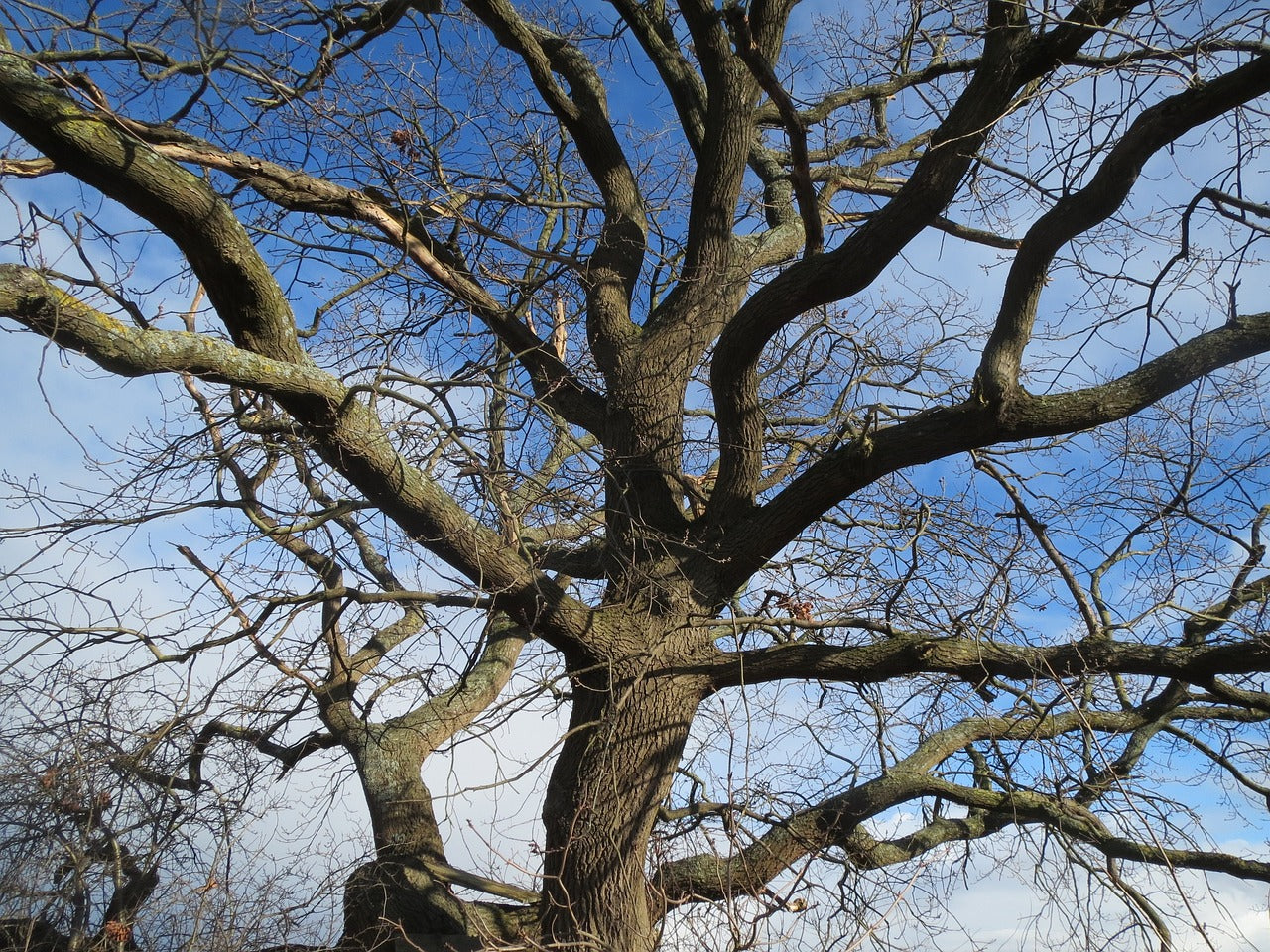 Chêne pédonculé (Quercus robur)