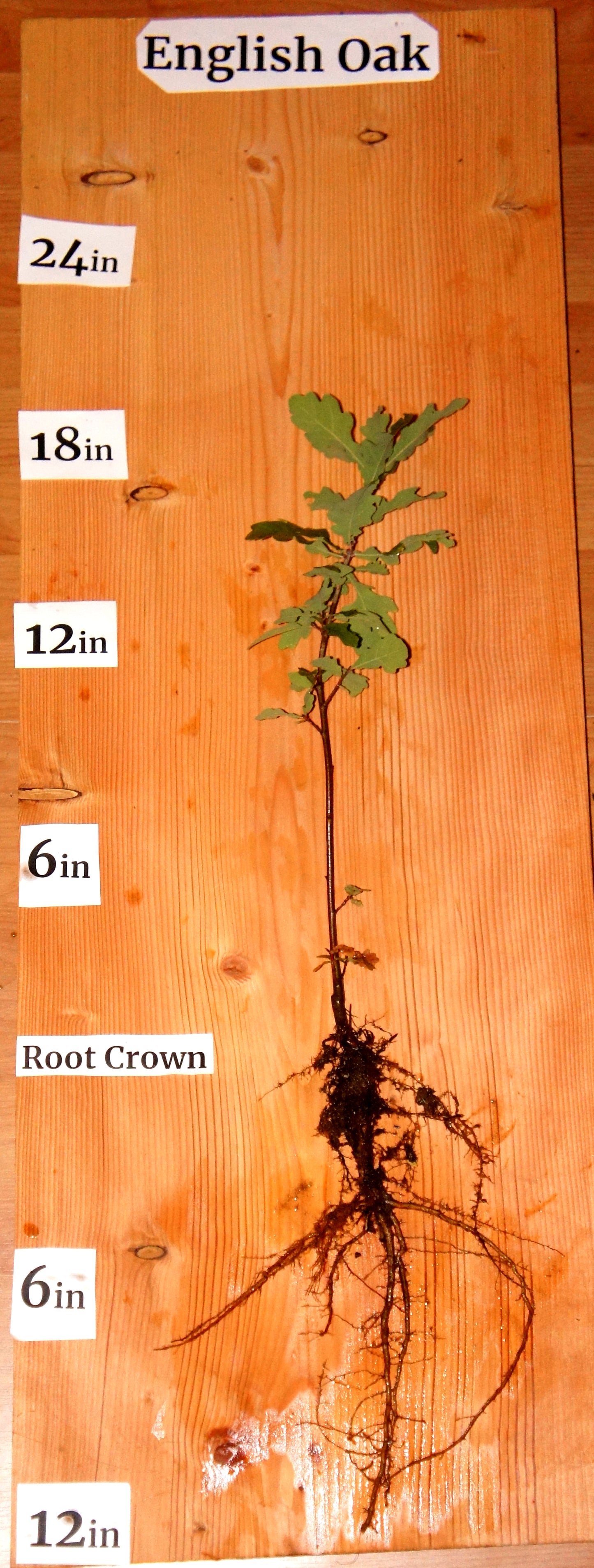Chêne pédonculé (Quercus robur)