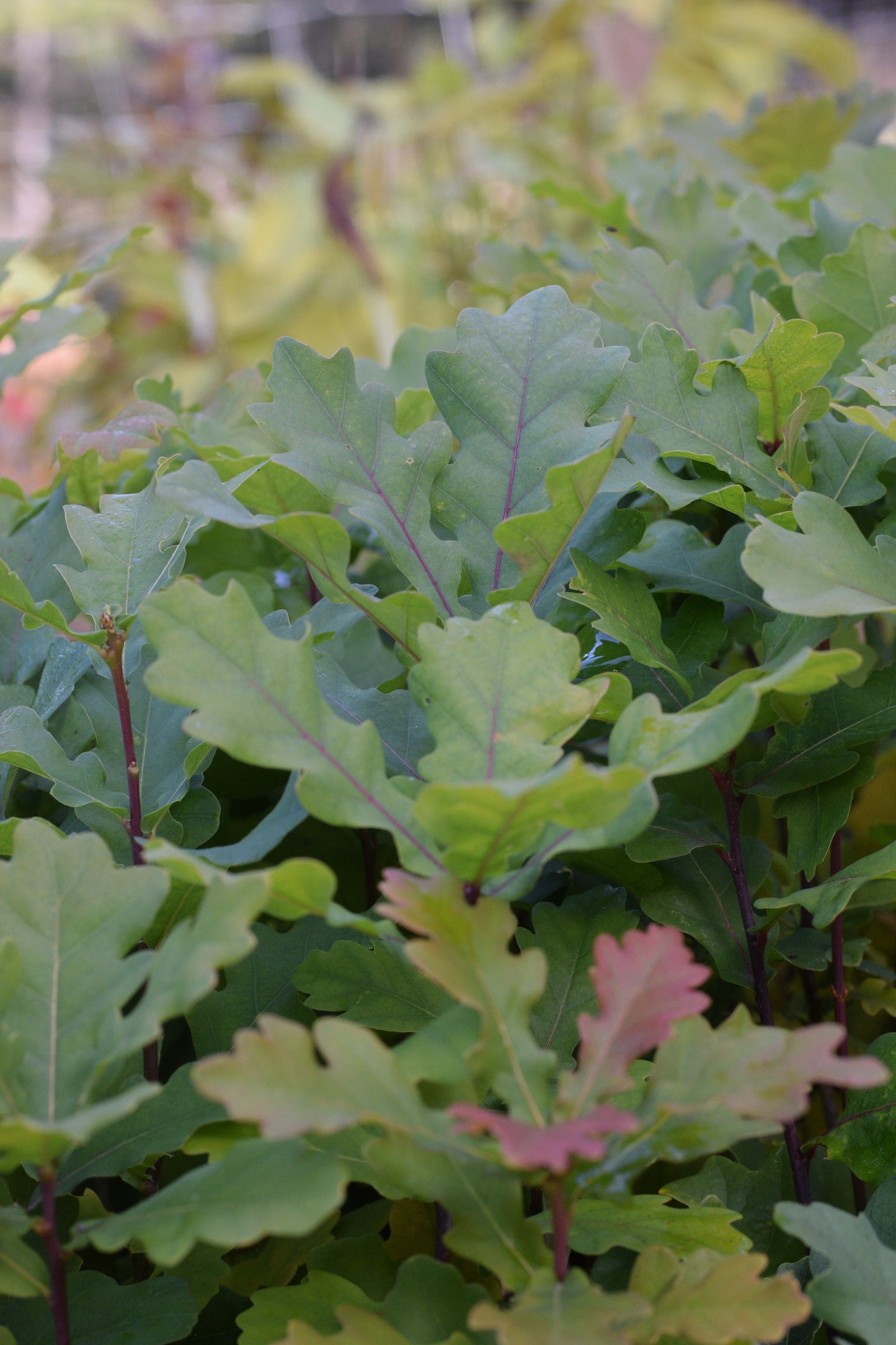 Chêne pédonculé (Quercus robur)