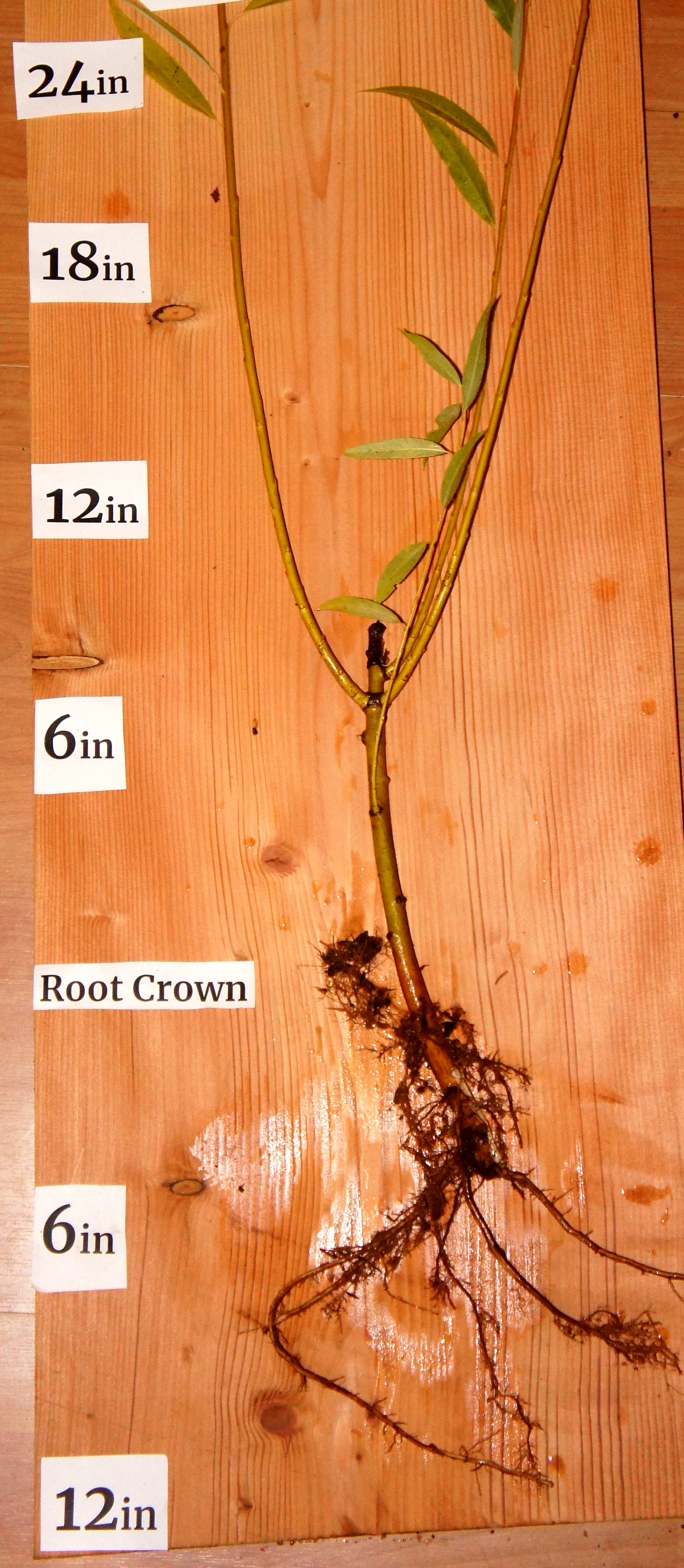 Yellow Willow Cuttings (Salix spp.)
