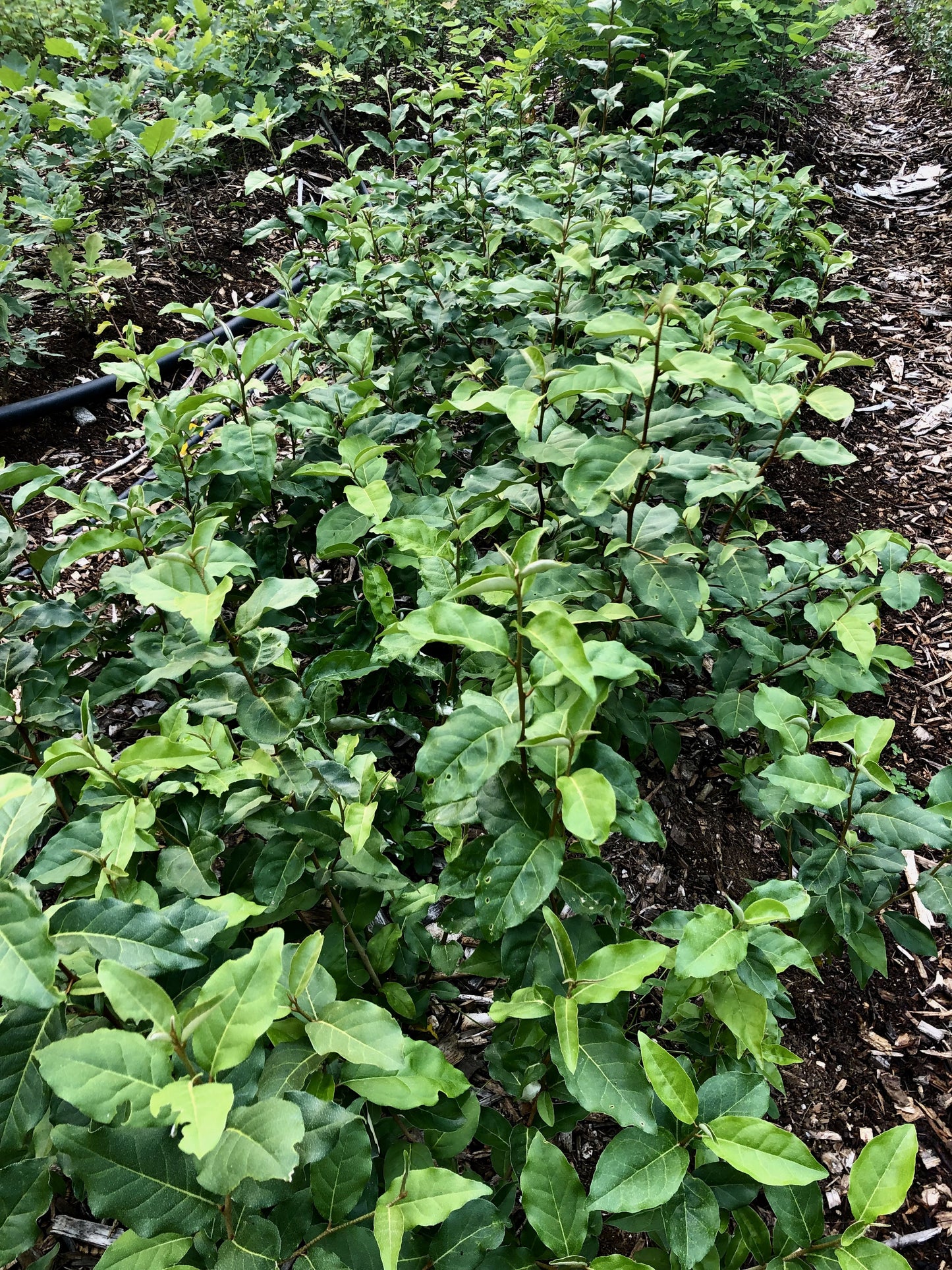 Baie de Goumi (Eleagnus multiflora)