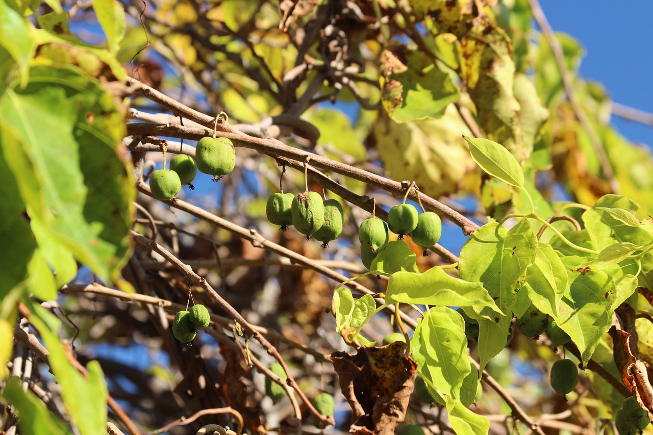 Hardy Kiwi (Actinidia arguta)