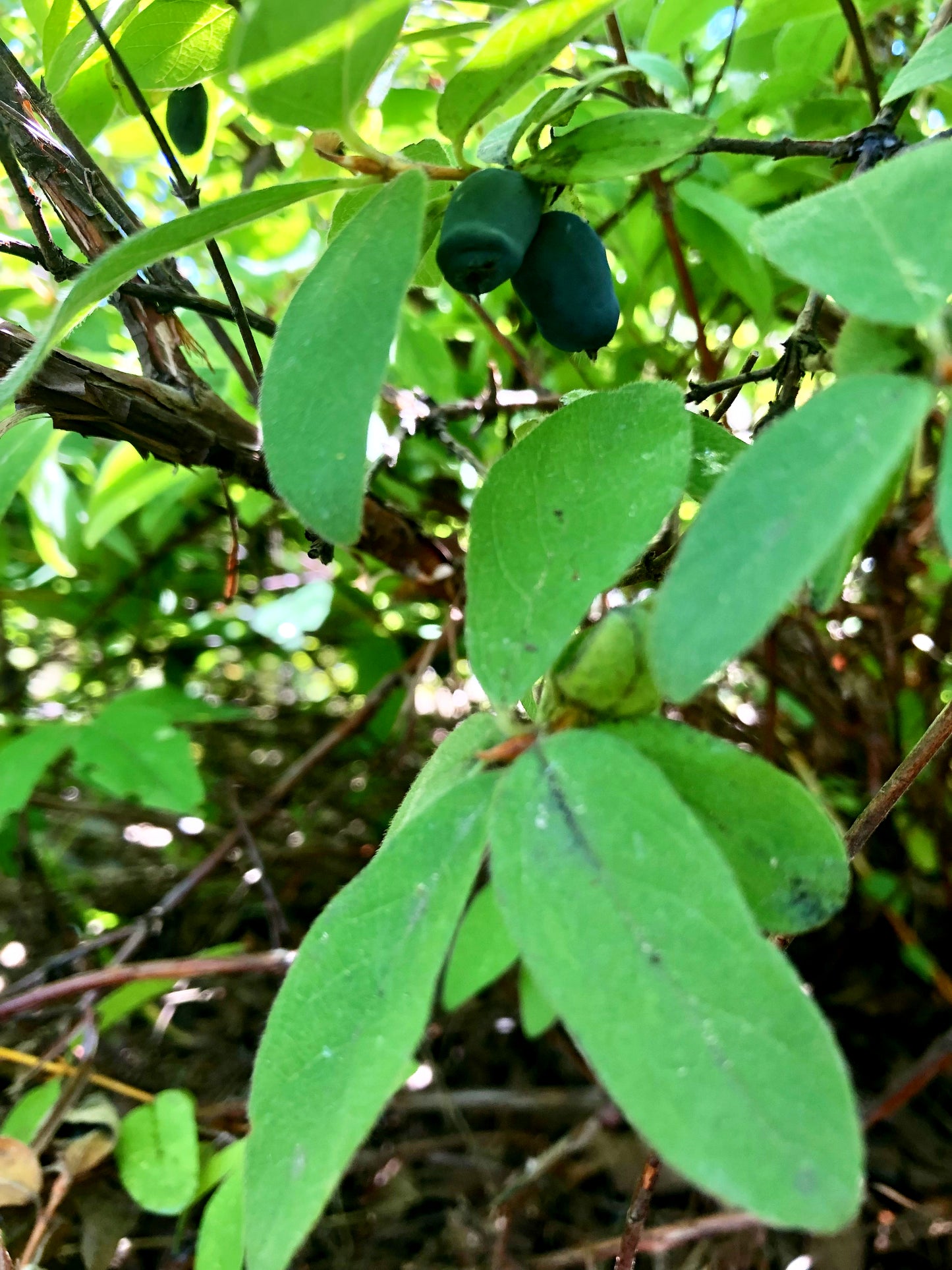 Lonicère cerulea (Lonicera cerulea)