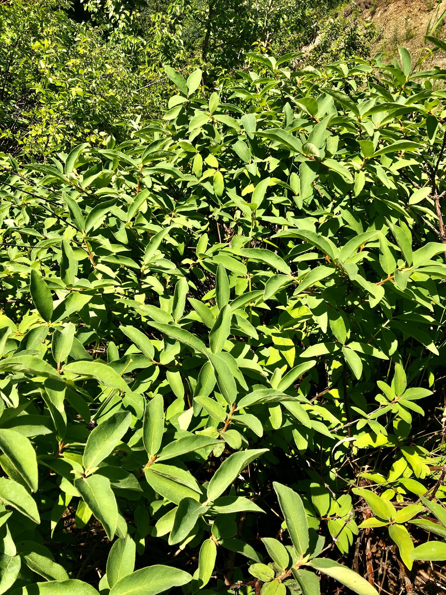 Lonicère cerulea (Lonicera cerulea)