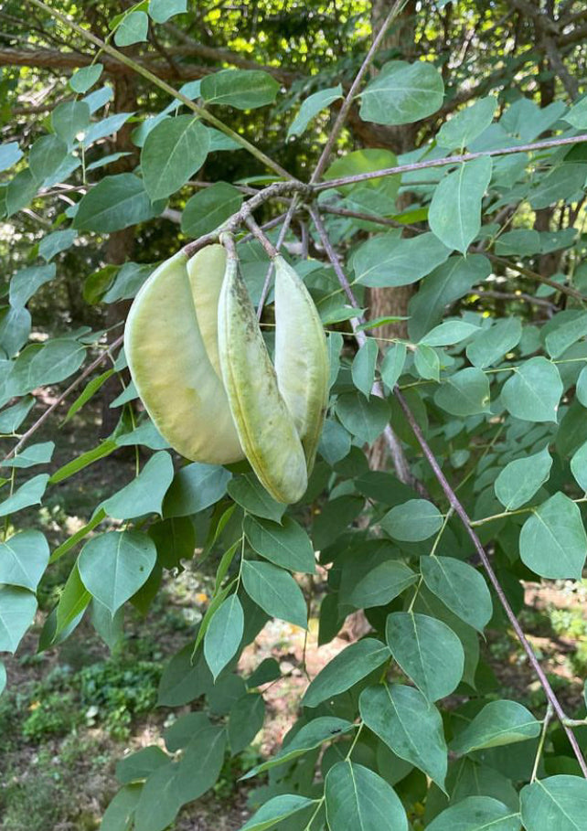 Kentucky Coffee Tree (Gymnocladus dioicus)