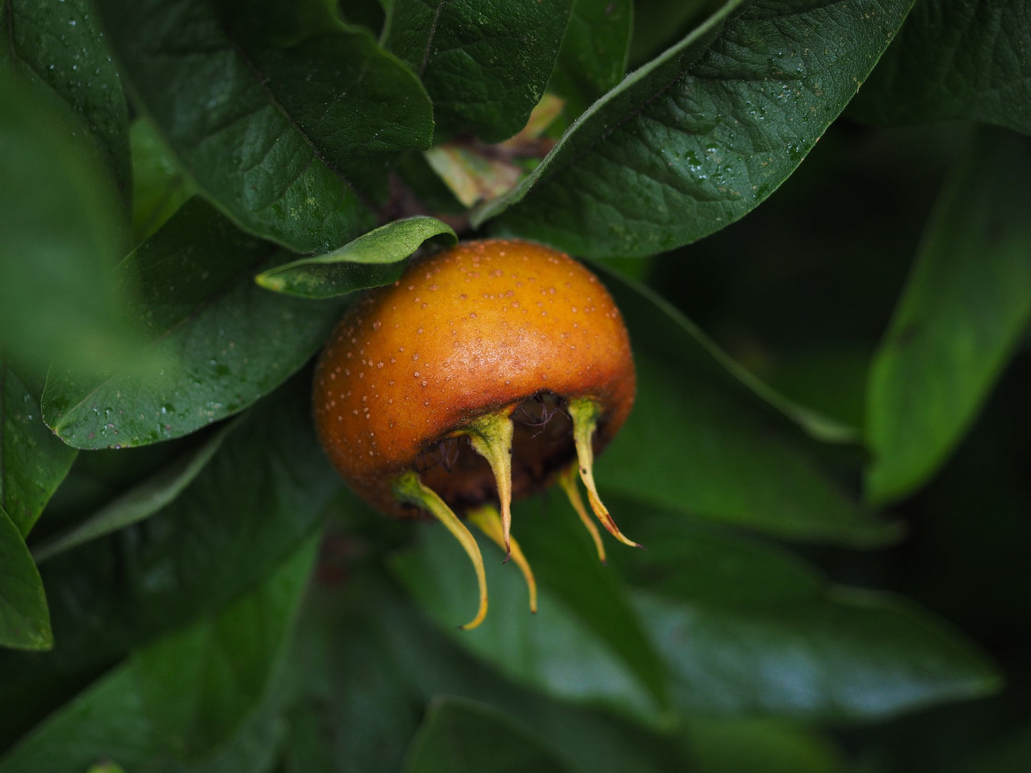 Medlar Seed (Mespilus germanica)