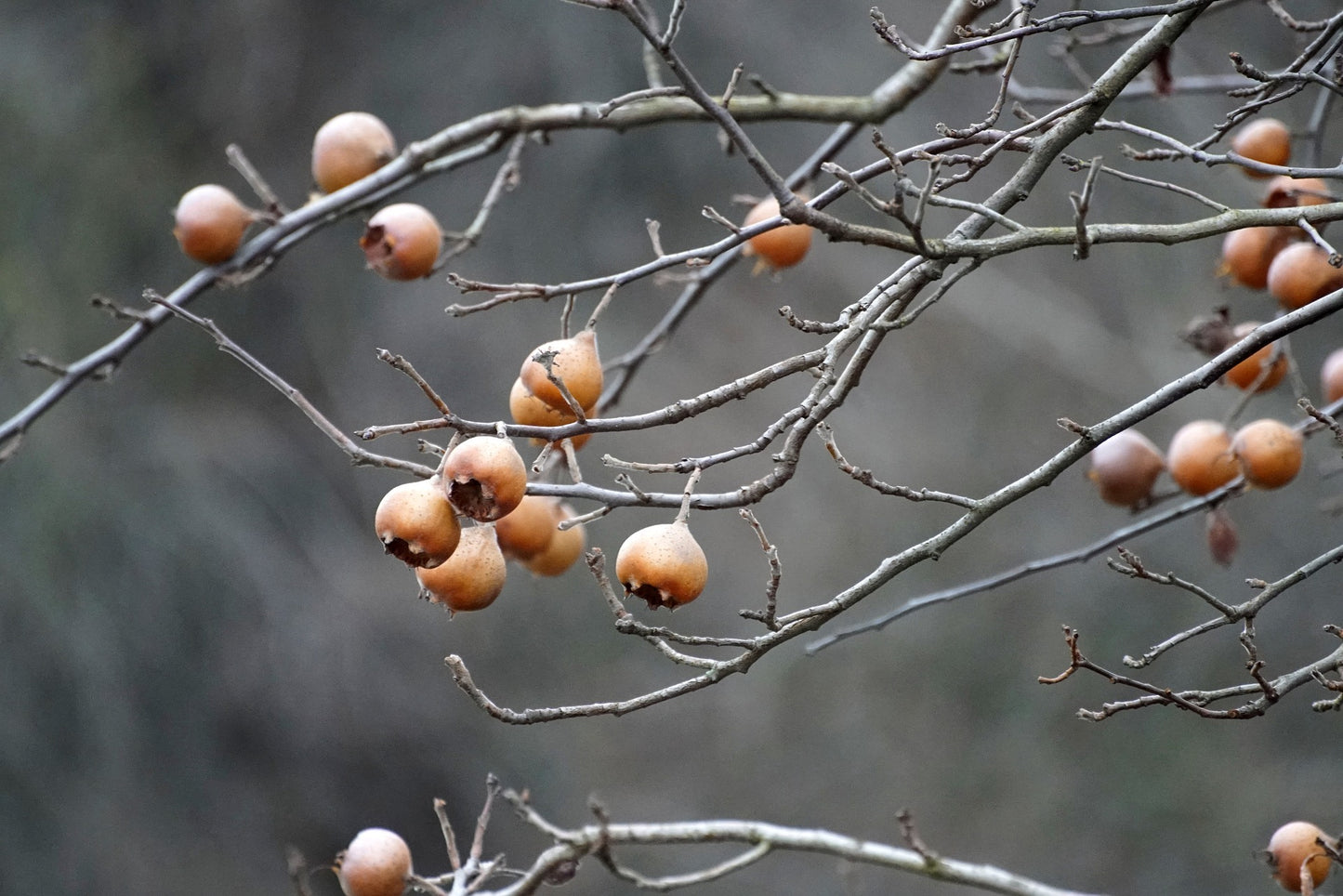 Medlar Seed (Mespilus germanica)