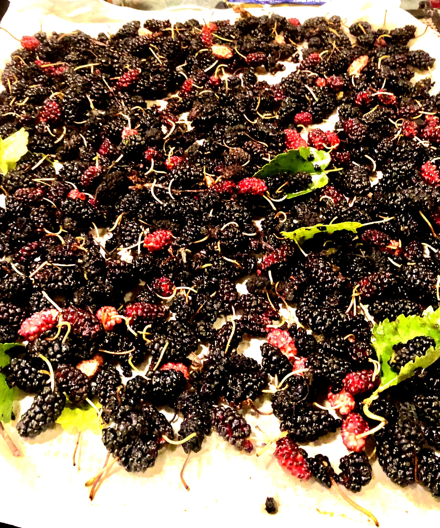 Black Fruited (white) Mulberry (Morus alba)