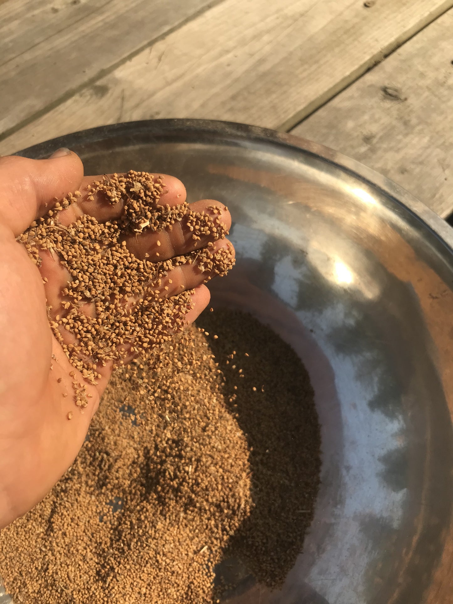 Black Fruited (white) Mulberry Seed (Morus alba)