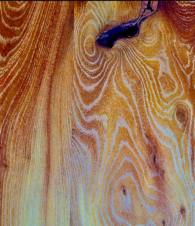 Osage Orange (Maclura pomifera)