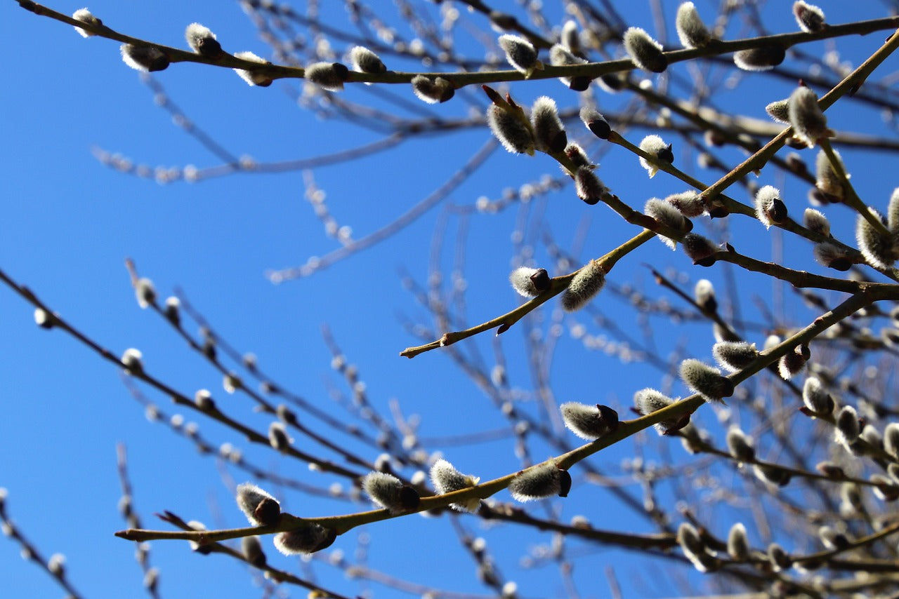 Pussy Willow Cuttings (Salix spp.)