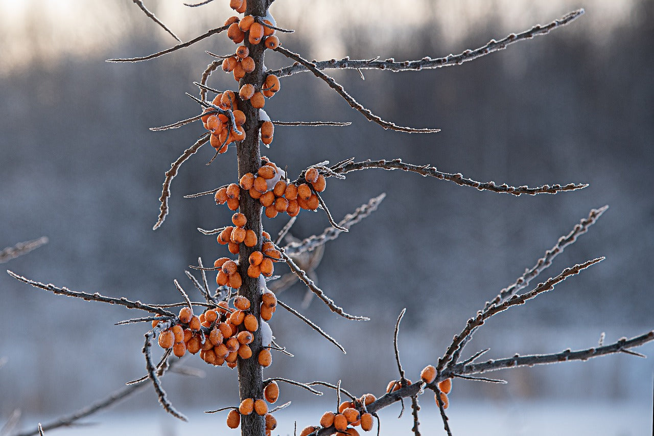 Hippophae rhamnoides
