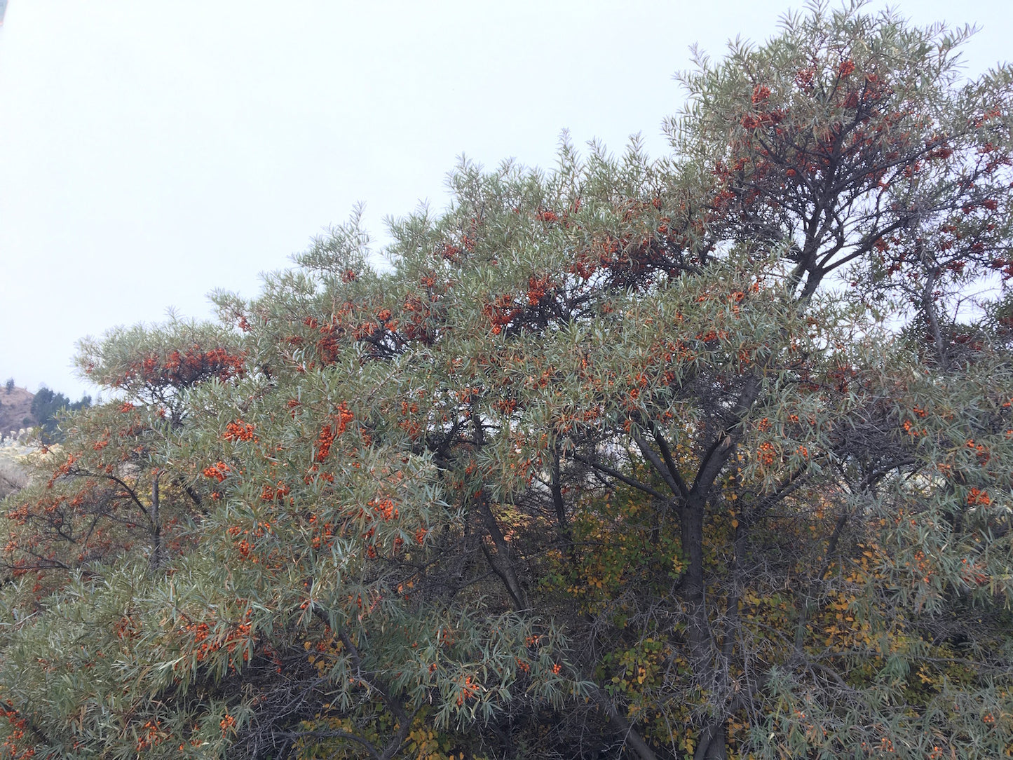Hippophae rhamnoides
