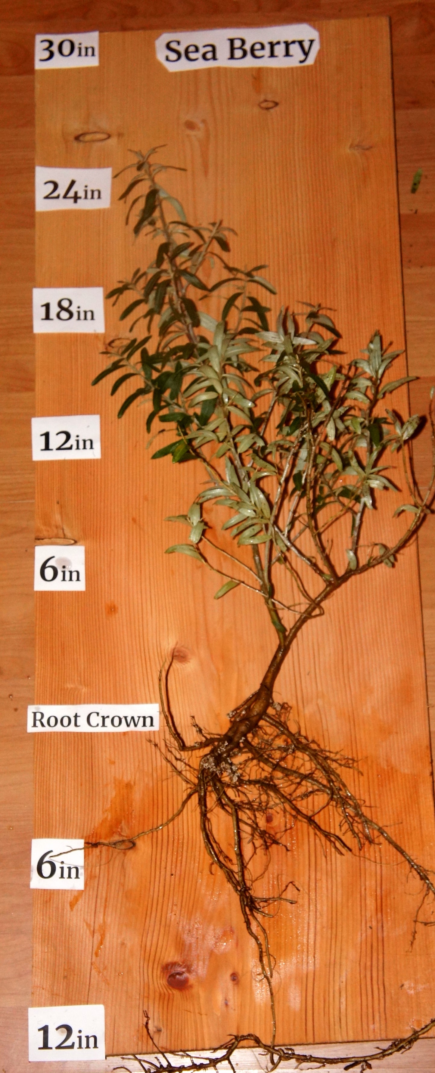 Hippophae rhamnoides