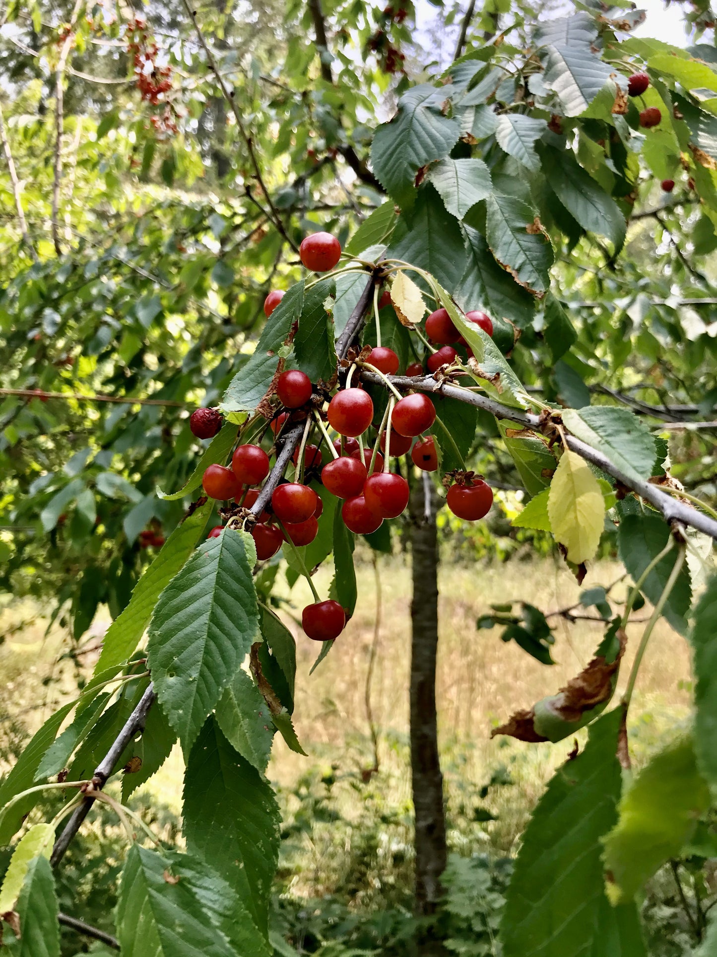 Sour Cherry (Prunus cerasus)
