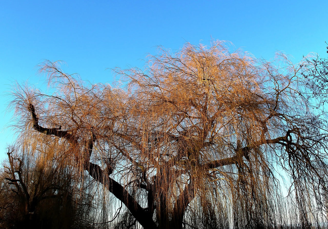 Weeping Willow Cuttings (Salix babylonica)