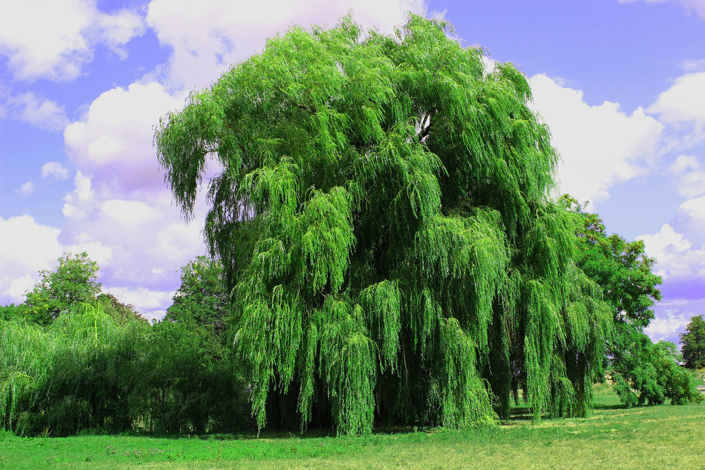 Weeping Willow Cuttings (Salix babylonica)