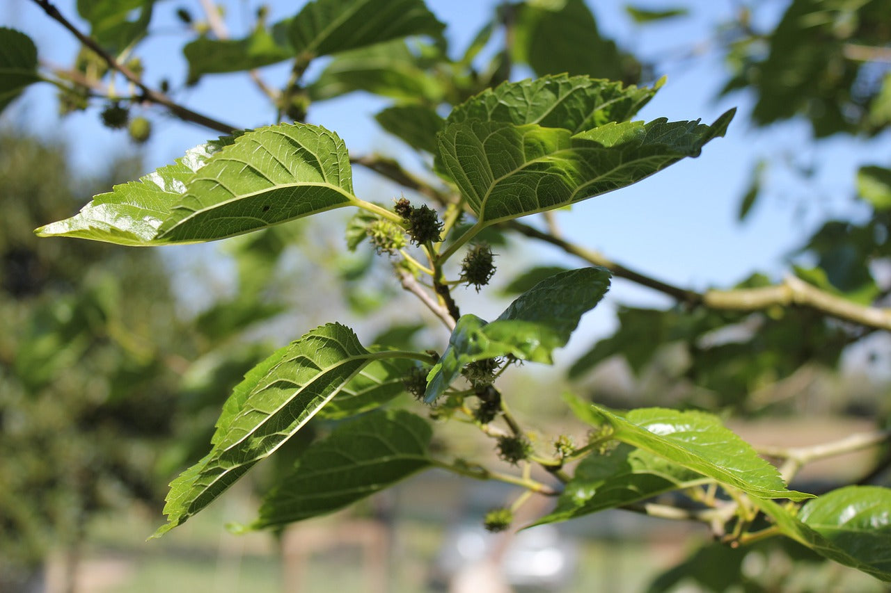 Black Fruited (white) Mulberry (Morus alba)