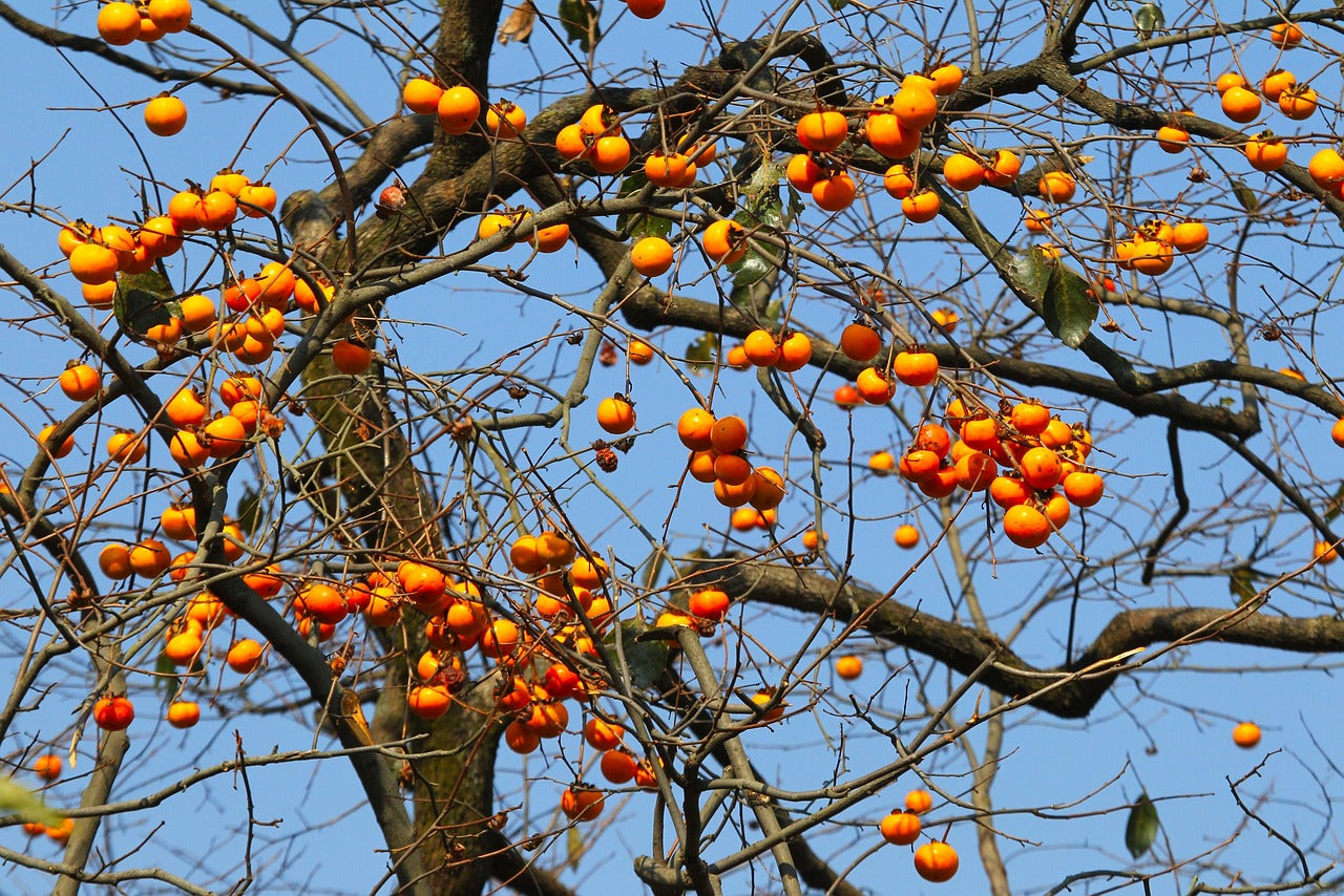 Tree Crop Tree Why Grow Tree Crops: A Brief Overview | Zero Fox Tree Crops Grower Info ...
