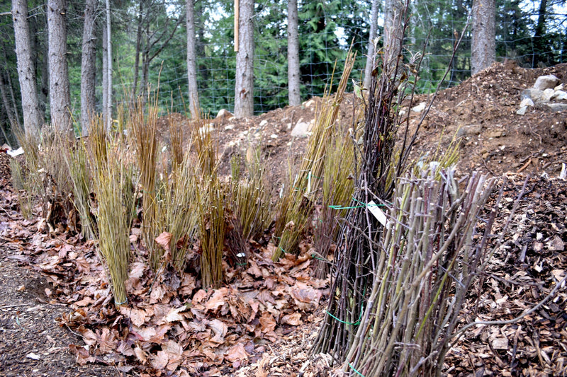 Whtewash Bare Root Trees Bare Root Trees And Shrubs